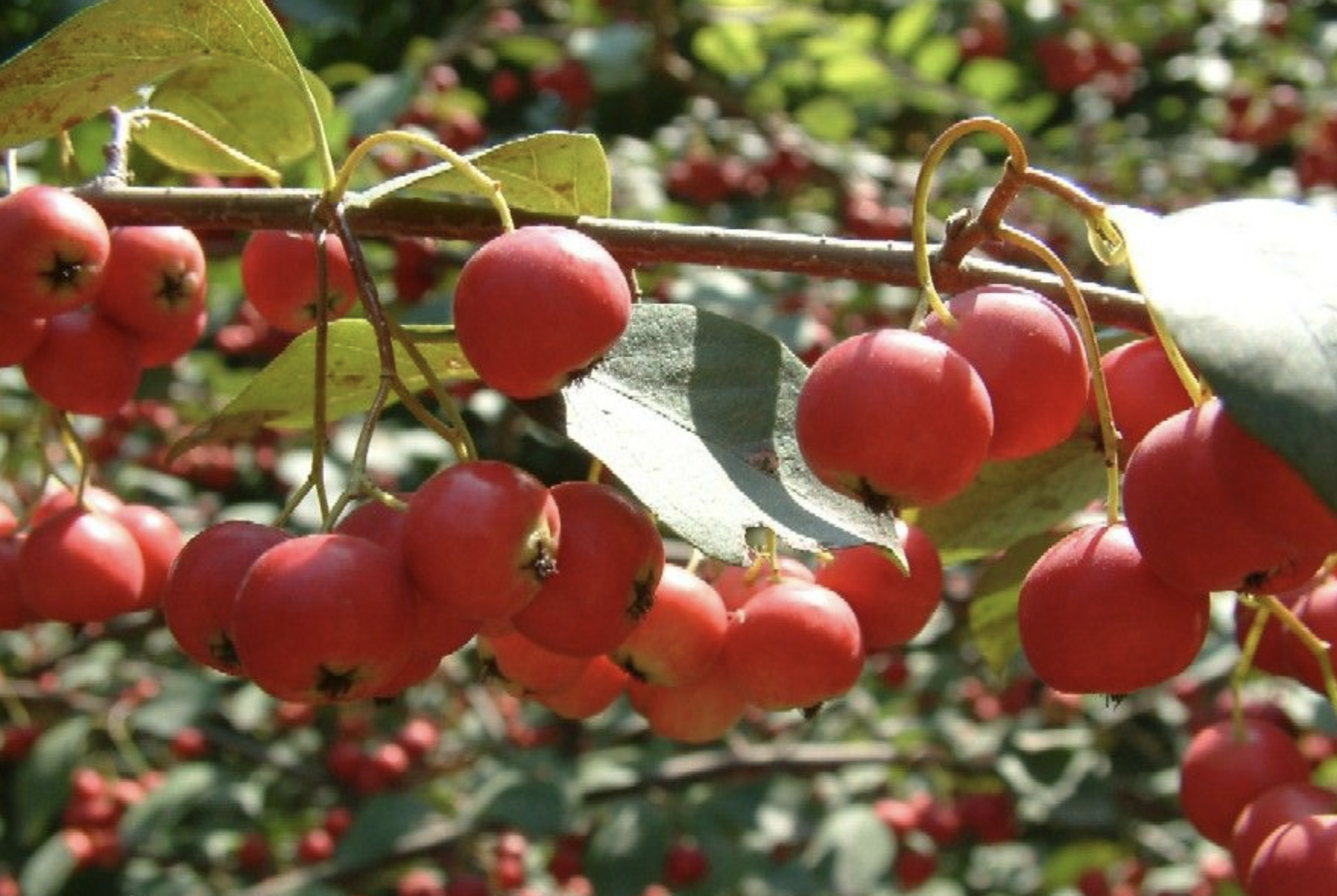  p>恩施栒子(学名: i>cotoneaster fangianus /i> yu)是 a target="