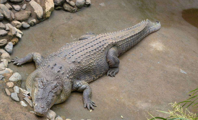 intermedius  /i>(graves, 1819),是鳄科鳄属的一种大型淡水鳄鱼