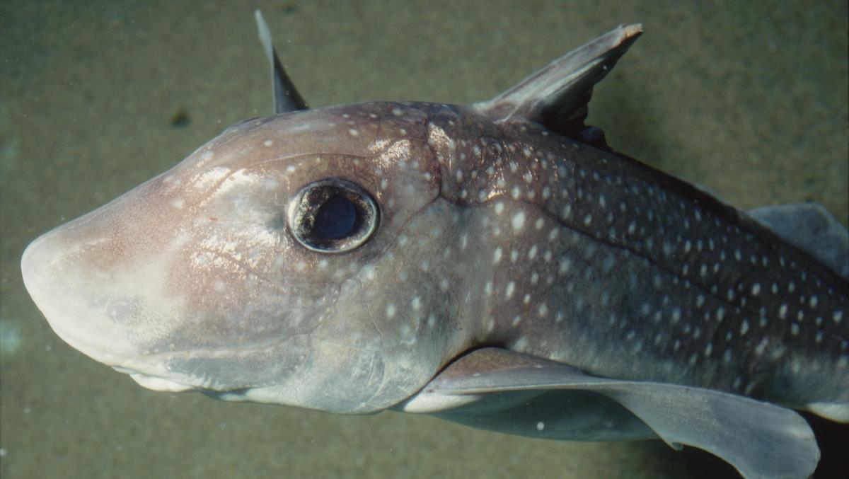 幼鱼出生时全长14厘米.