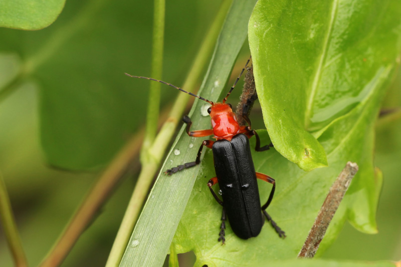  p data-id="gnzvhwi1jk">挂墩丽花萤头顶蓝黑色