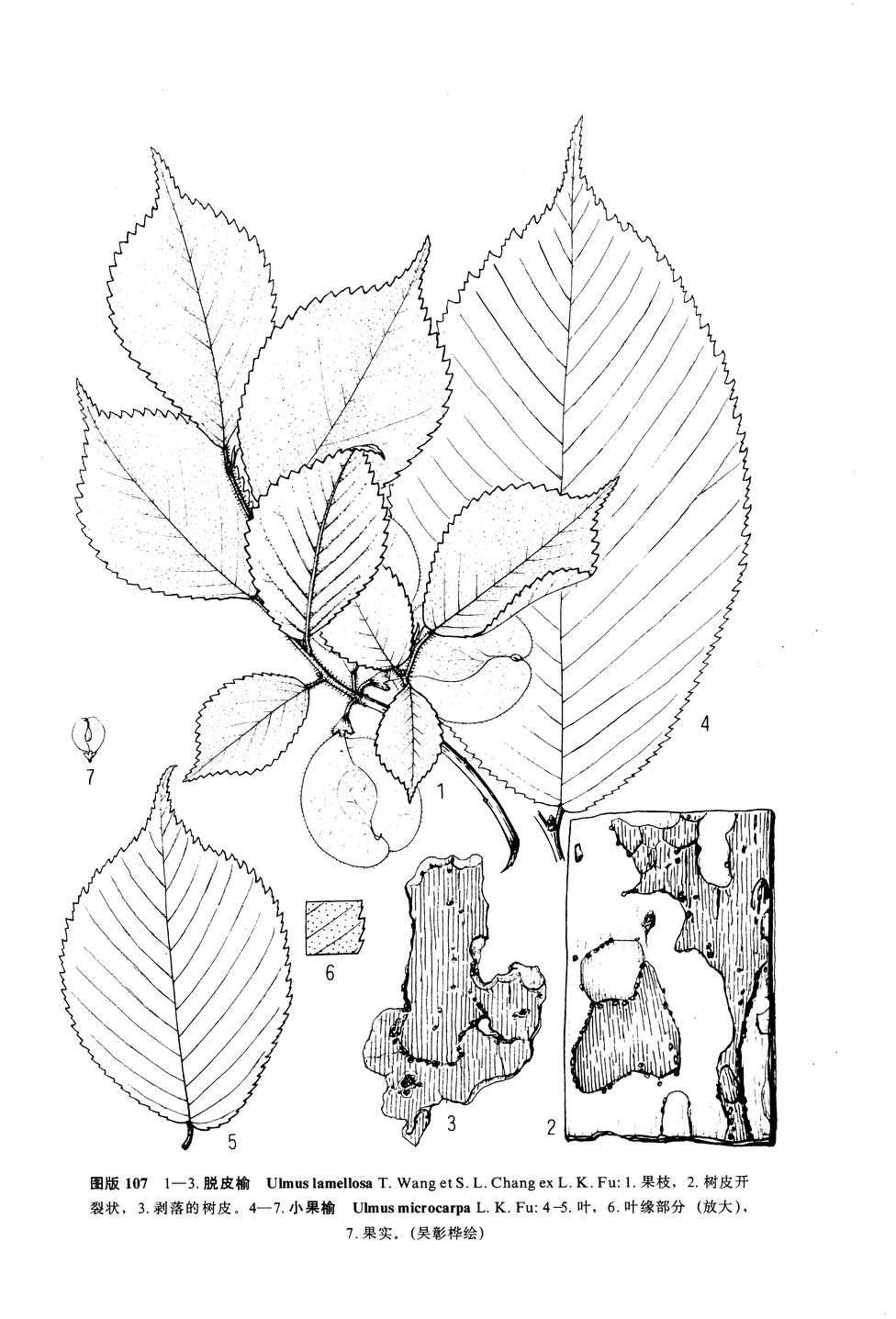 ulmus lamellosa t. wang et s. l. chang ex l. k. fu