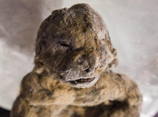  p>洞狮(学名: i>panthera leo spelaea /i>):也称欧洲洞狮,是一种已