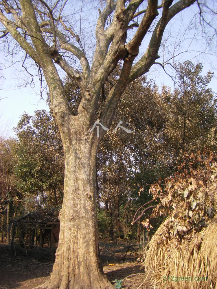  p>榔榆(拉丁学名: i>ulmus parvifolia jacq /i>)别称:小叶榆.