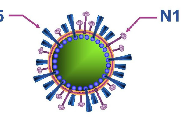 influenza a virus subtype h5n1