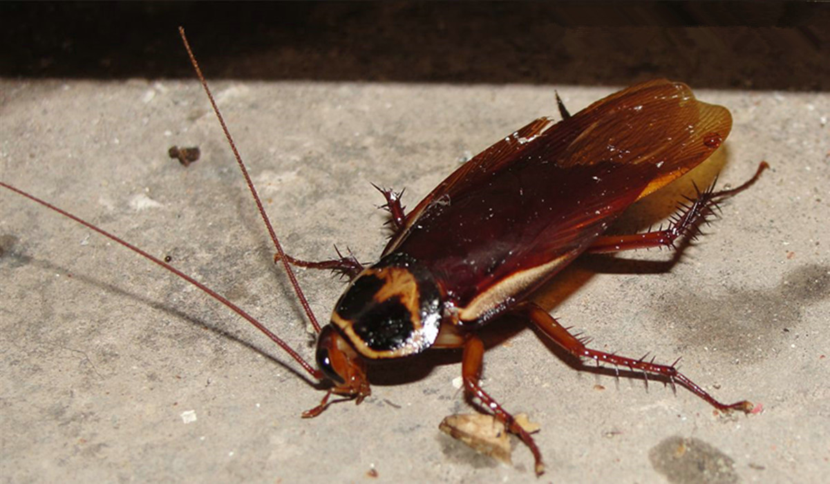  p>黑胸大蠊体长30～40mm.成虫体黑色具光泽,若虫体棕红色亦具光泽.