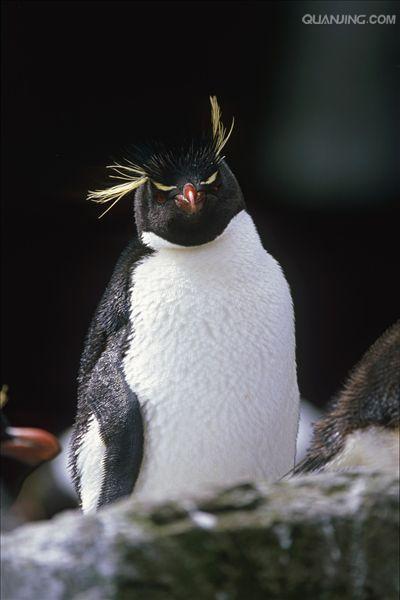  p>冠企鹅属, 是企鹅科的一个属, 也称角企鹅属.