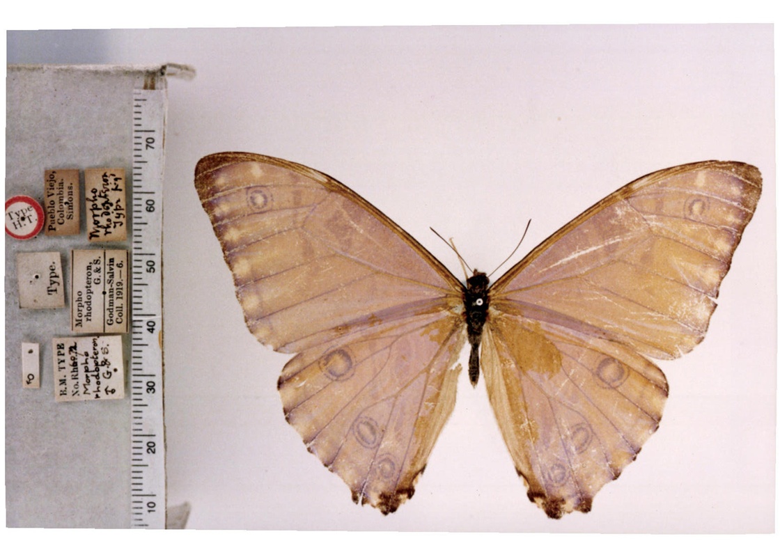  p> a target="_blank" href="/item/红翅闪蝶">红翅闪蝶 /a>, i>