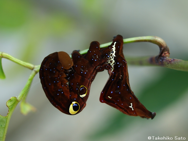 adristyrannus(guenee)