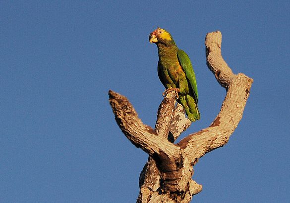  p>黄脸亚马逊鹦鹉(学名:alipiopsitta xanthops)是典型的 a href="#"