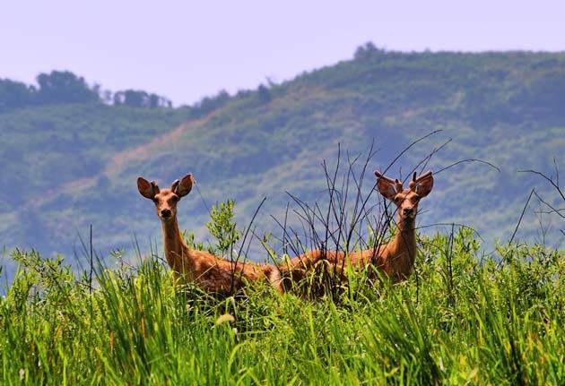 江西桃红岭梅花鹿国家级自然保护区