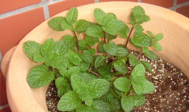 留兰香圆叶薄荷