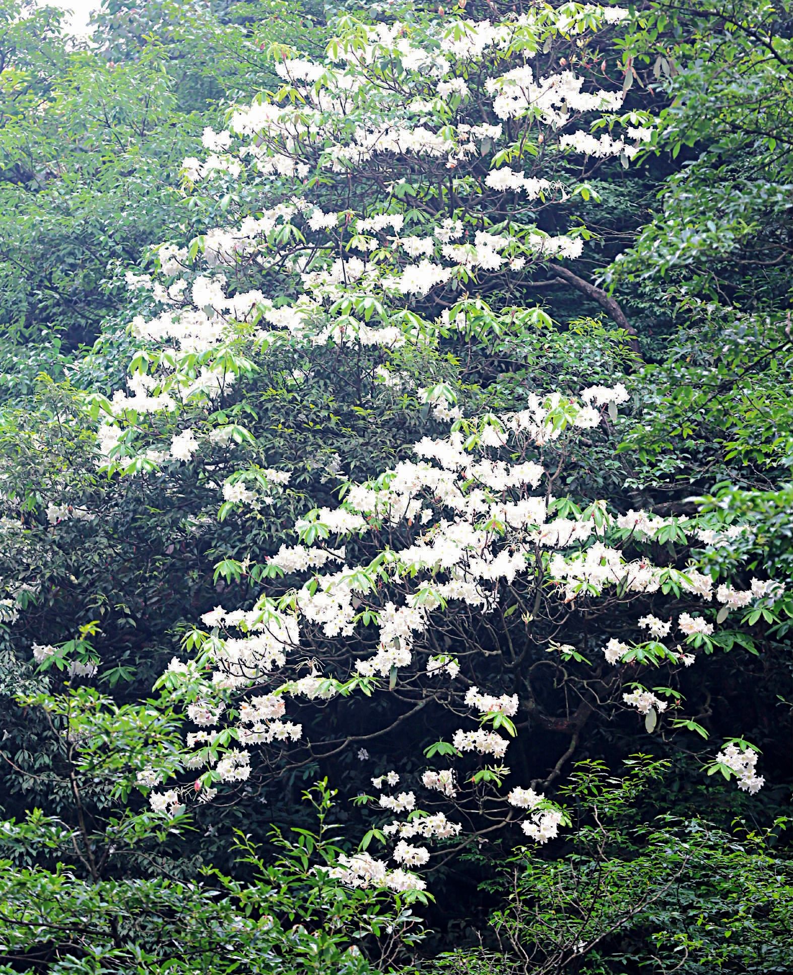  p>大云锦杜鹃(学名: i>rhododendron faithae  /i>chun.