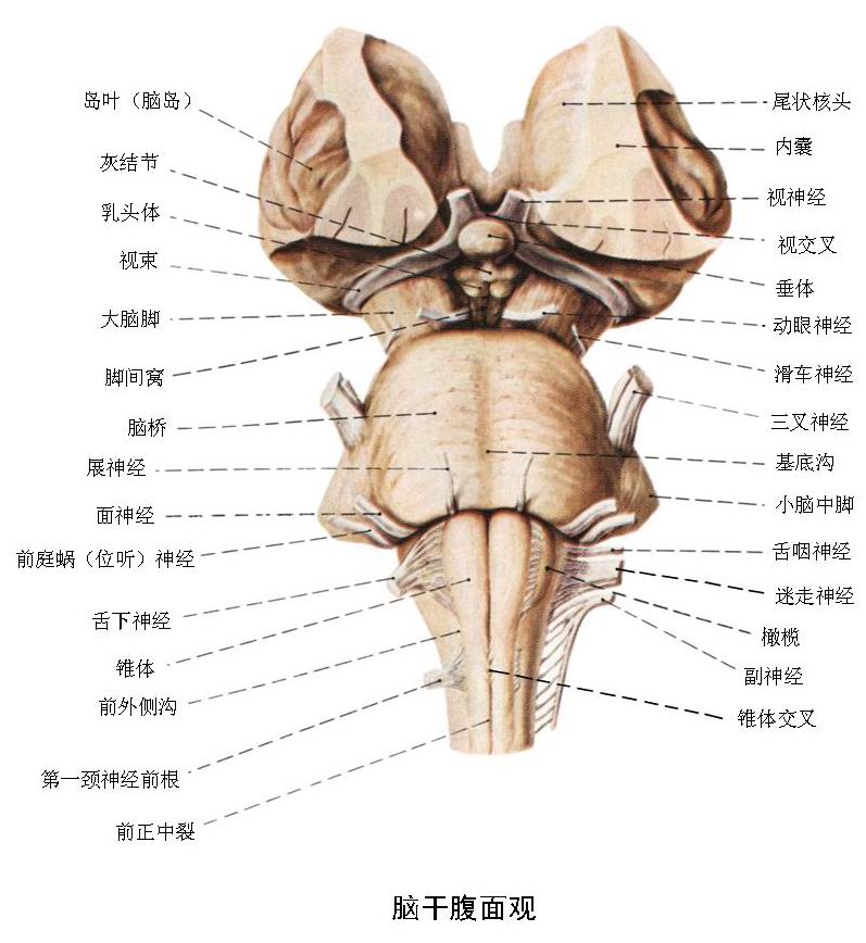 脑干