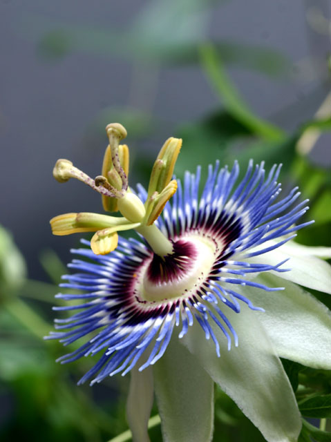  p>蓝色西番莲(学名: i>passiflora /i>  i>caerulea /i> l.