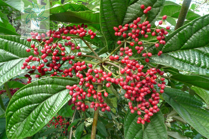  p>三叶荚蒾,为 a href="#" data-lemmaid="6763949">忍冬科 /a>,荚蒾