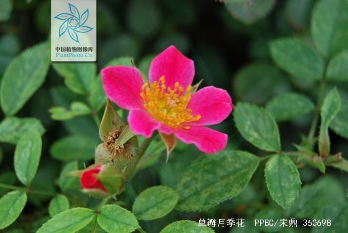  p>单瓣月季花是 a target="_blank" href="/item/蔷薇科/1121901"