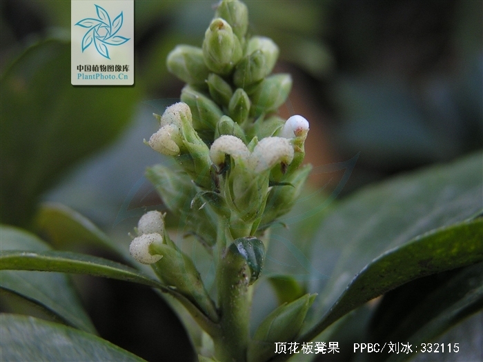 顶花板凳果