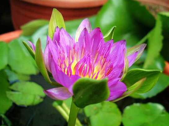  p>佛手莲(学名: i>nymphaea /i> 'nangkwag'):是