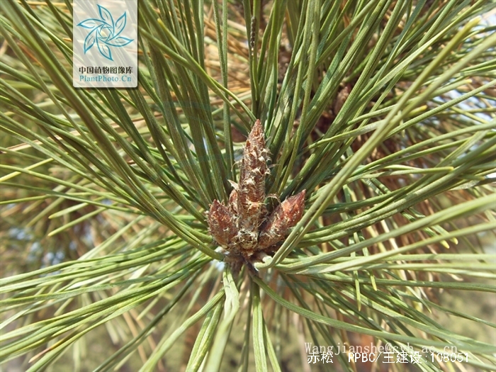  p>赤松( i>pinus densiflora /i> sieb. et zucc.