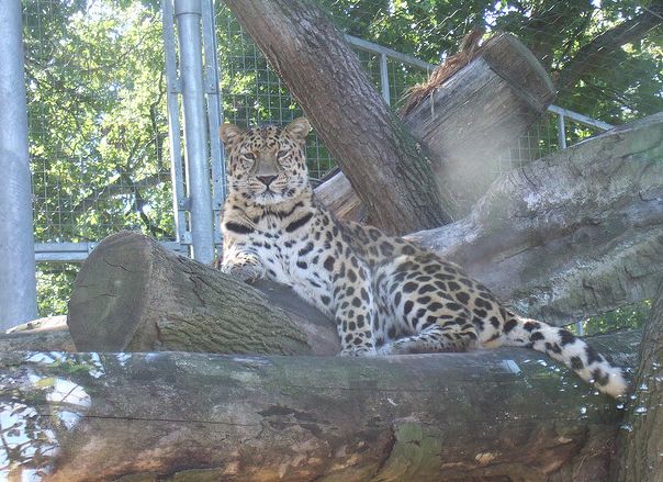  p>远东豹(学名: i>panthera pardus orientalis /i>)是 a target="