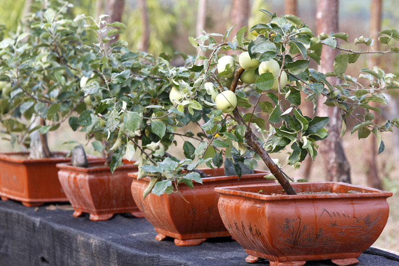 苹果盆景