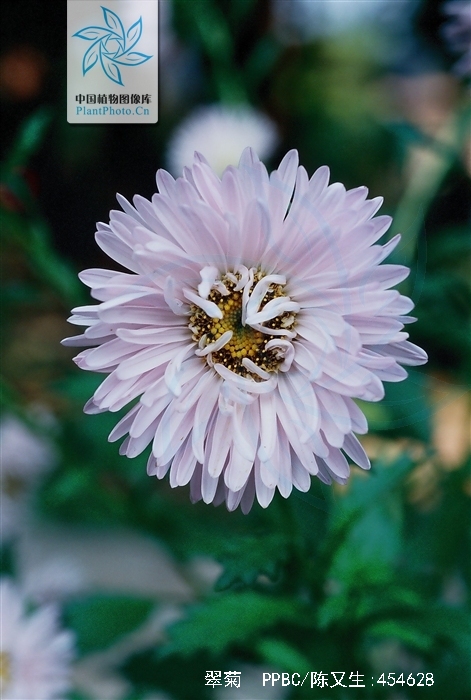  p>翠菊(学名: i>callistephus chinensis /i> (l.