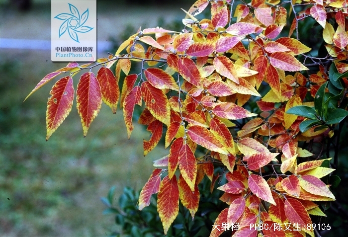  p>大果榉(学名: i>zelkova sinica  /i>schneid)是榆科,榉属乔木