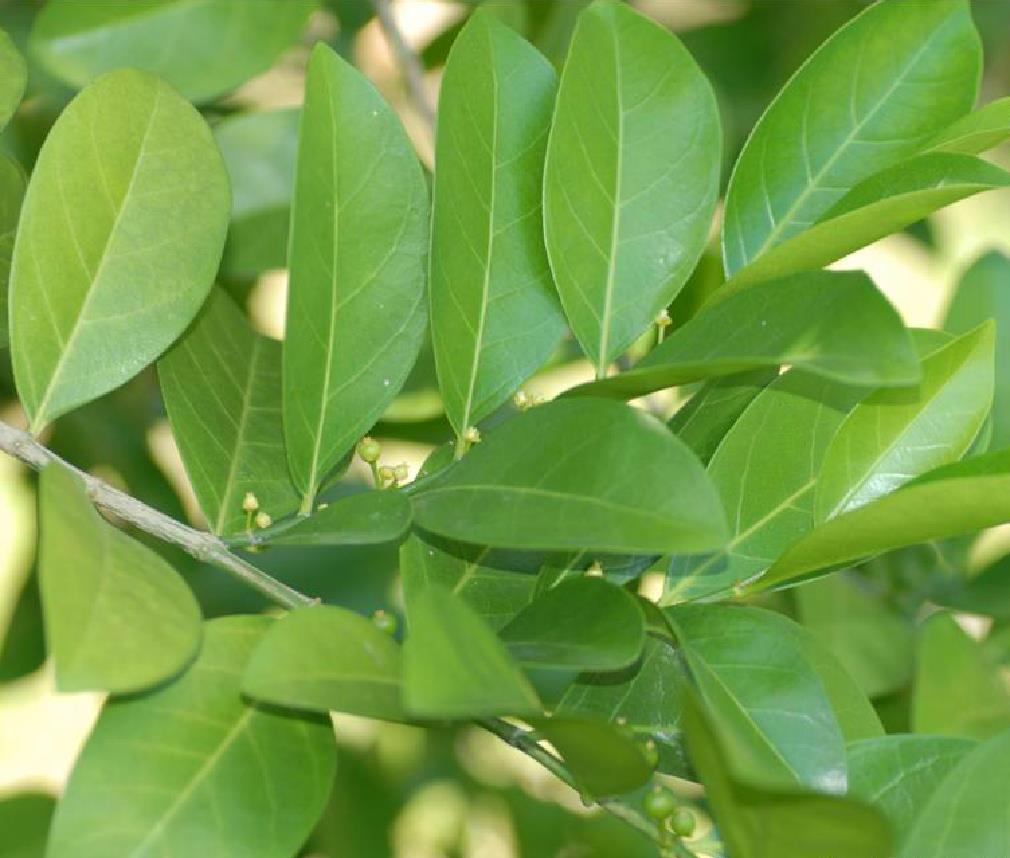  p>白树属,分布于亚洲和非洲热带地区,我国有 a target="_blank" href