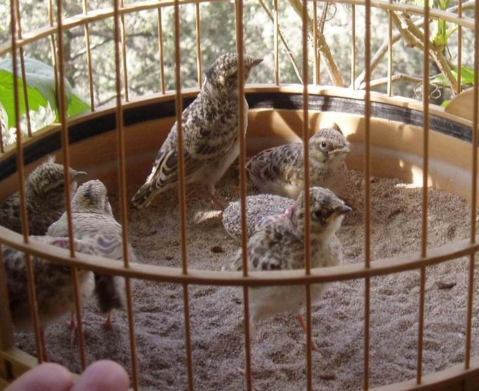  p>沙百灵属是一种小型鸣禽.身长在12—17cm之间.