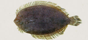 paralichthyidae食用鱼类是中国大陆名牙鲆最大体长103cm观