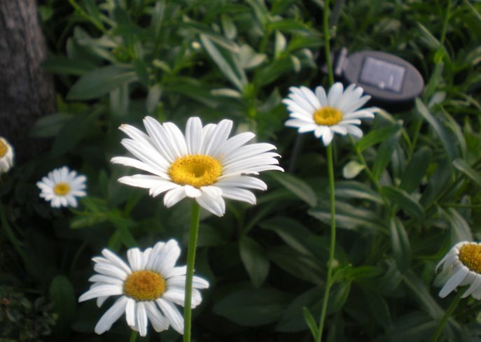  p>矮滨菊(学名: i>leucanthemum vulgare /i> cv " i>short