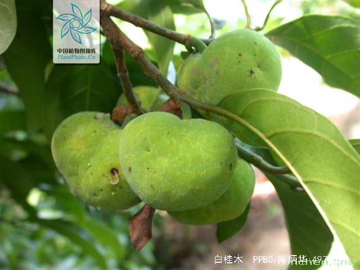  p>白桂木(学名: i>artocarpus hypargyreus  /i>hance)是桑科波罗蜜