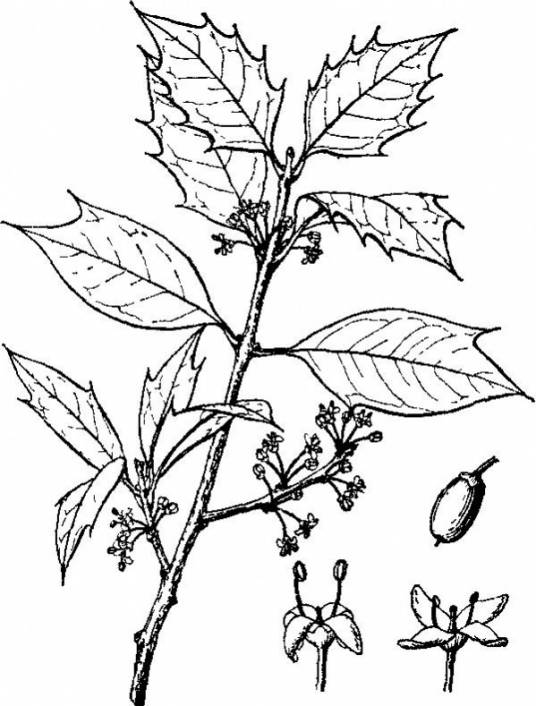 柊（汉语汉字，指常绿灌木或草本植物）_百度百科