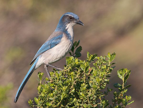 是一种蓝白相间的鸟,栖息地包括亚热带或热带的(低地)干燥疏灌丛,亚