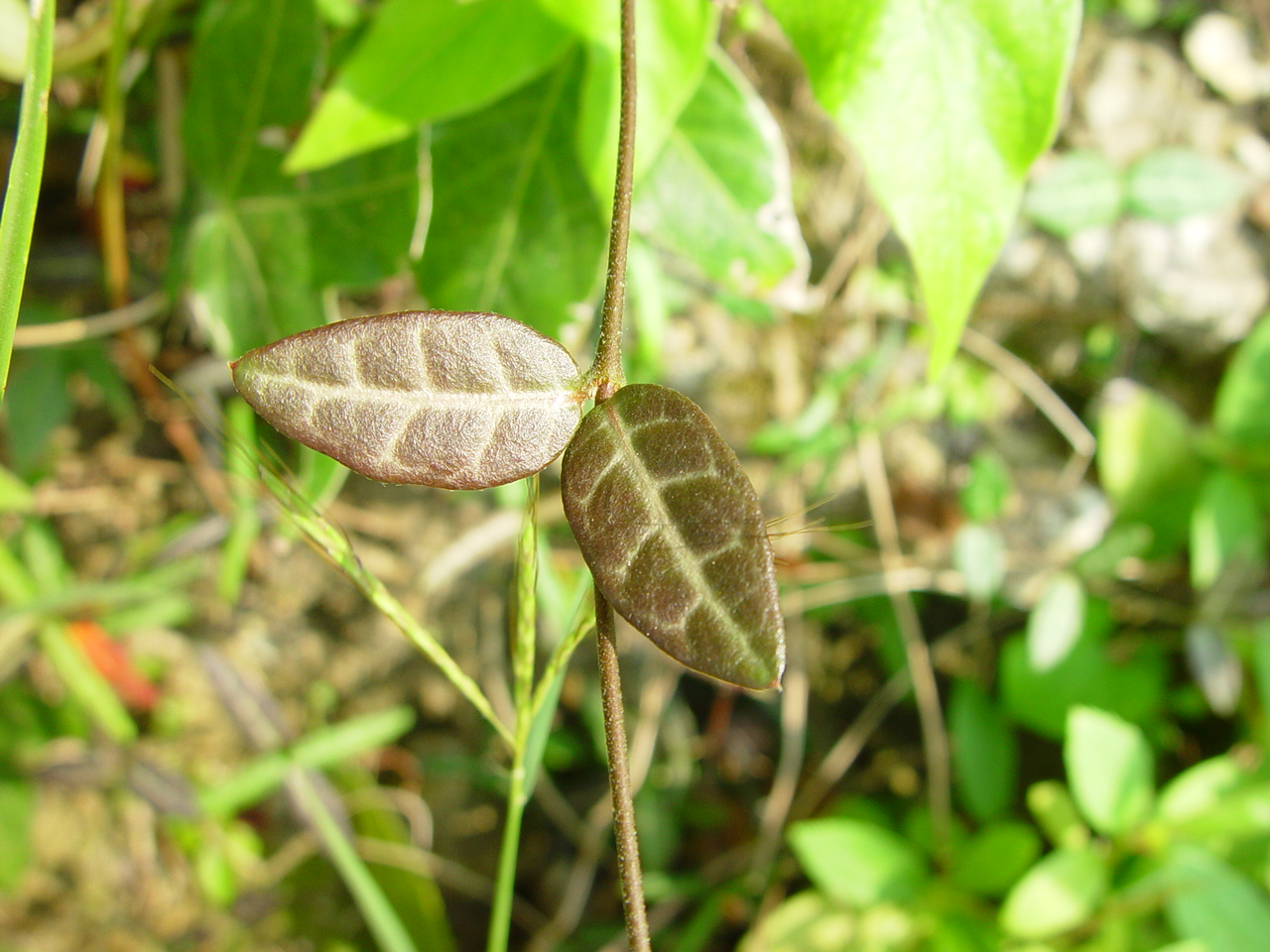 【附方】治蝮蛇咬伤:白花藤鲜根五钱,水煎服