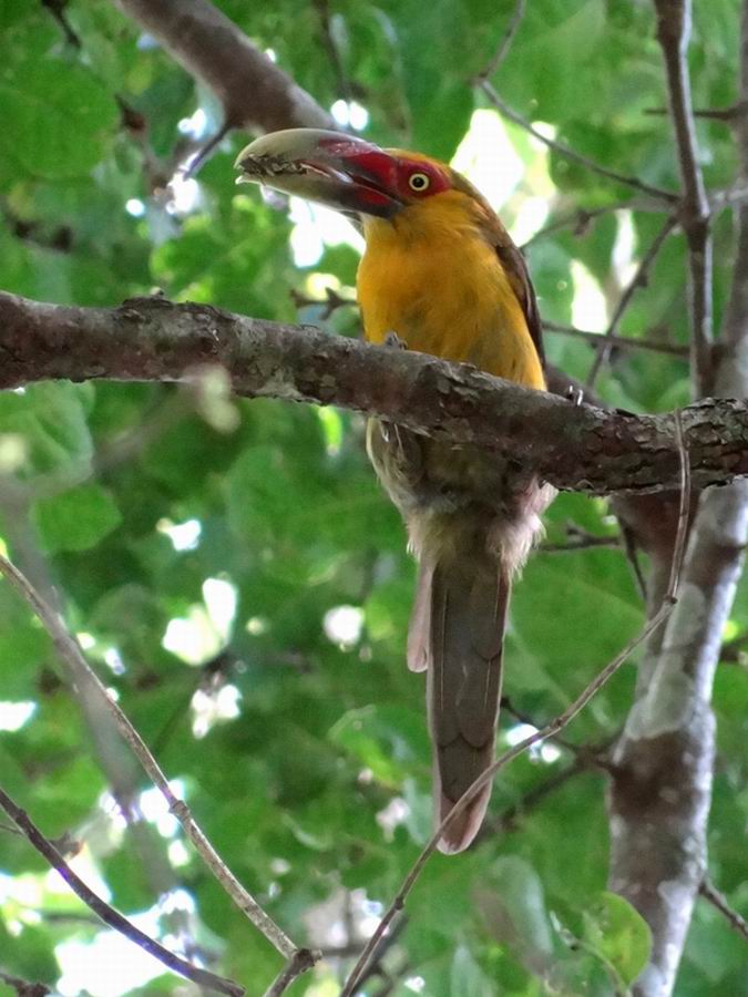  p>橘黄巨嘴鸟(学名: i>pteroglossus bailloni) /i>是一种中型 a