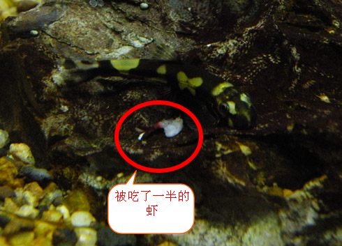  p>厚唇原吸鳅,学名: i>yaoshania pachychilus  /i>(chen, 1980) ,为