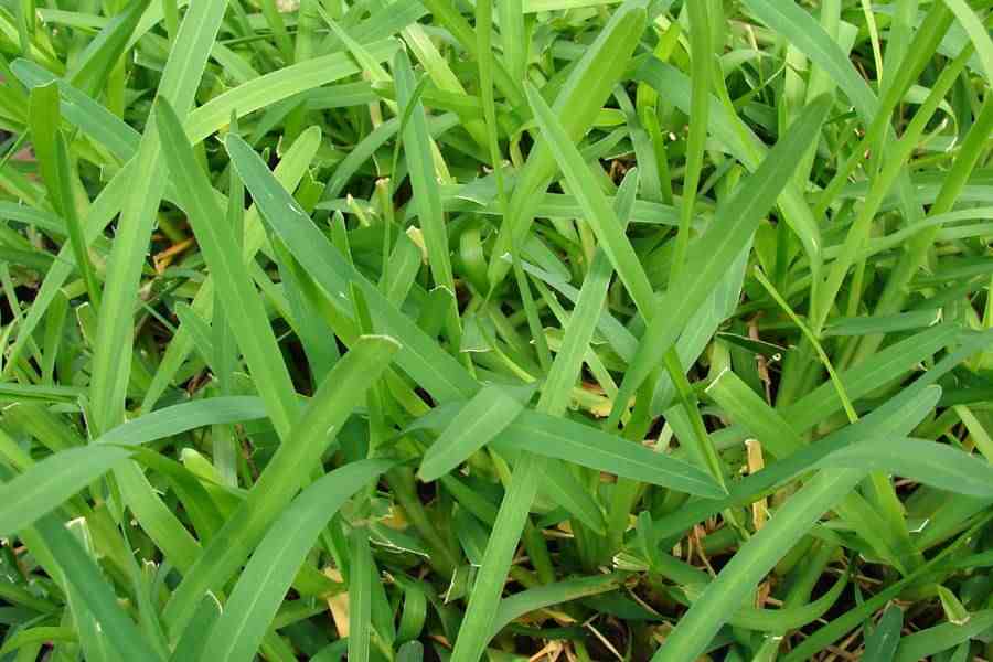  p data-id="gn7wah1usm">侧钝叶草( i>steno