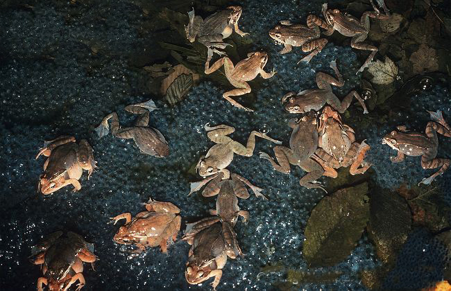  p>木蛙(学名: i>lithobates sylvaticus /i>):体长35-76毫米,体重7.
