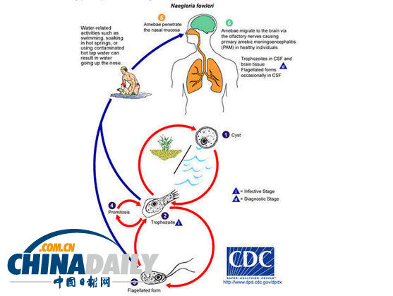  p>福氏耐格里阿米巴,是一种营自生生活的 a target="_blank" href="