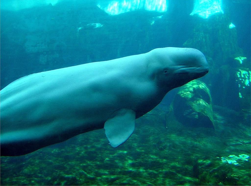  p>白鲸,学名: i>delphinapterus leucas  /i>(pallas,1776), a