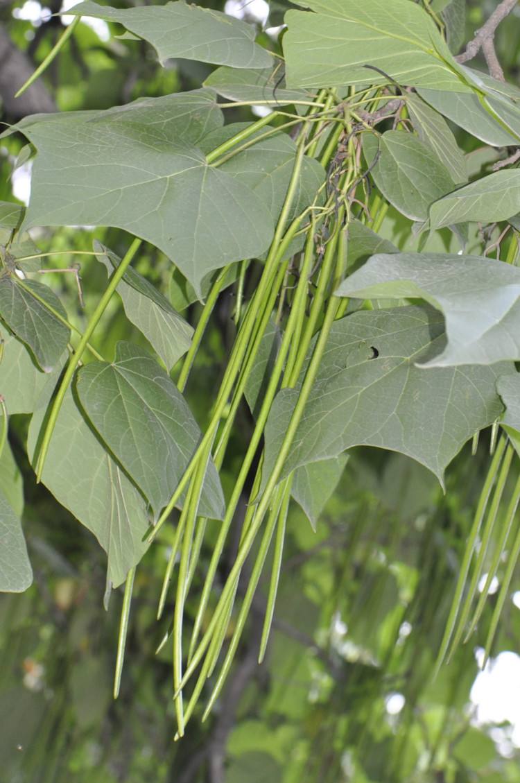 druce),豆科木豆属直立灌木,高可达1-3米.