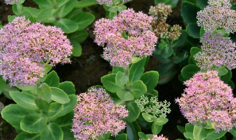 hylotelephiumspectabile (boreau) h. ohba