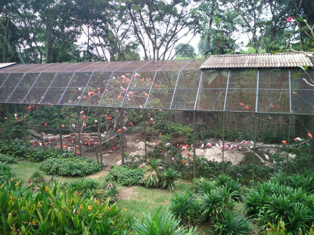  p>裕廊飞禽公园(jurong bird park)坐落在 a href="#" data-lemmaid=
