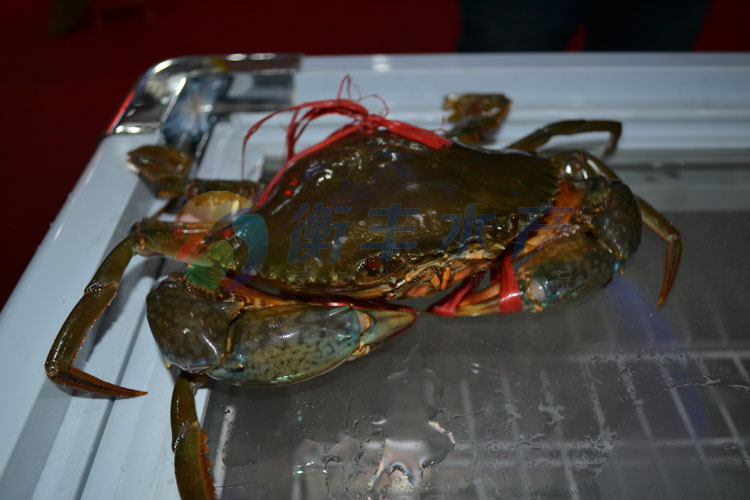 灵昆岛青蟹