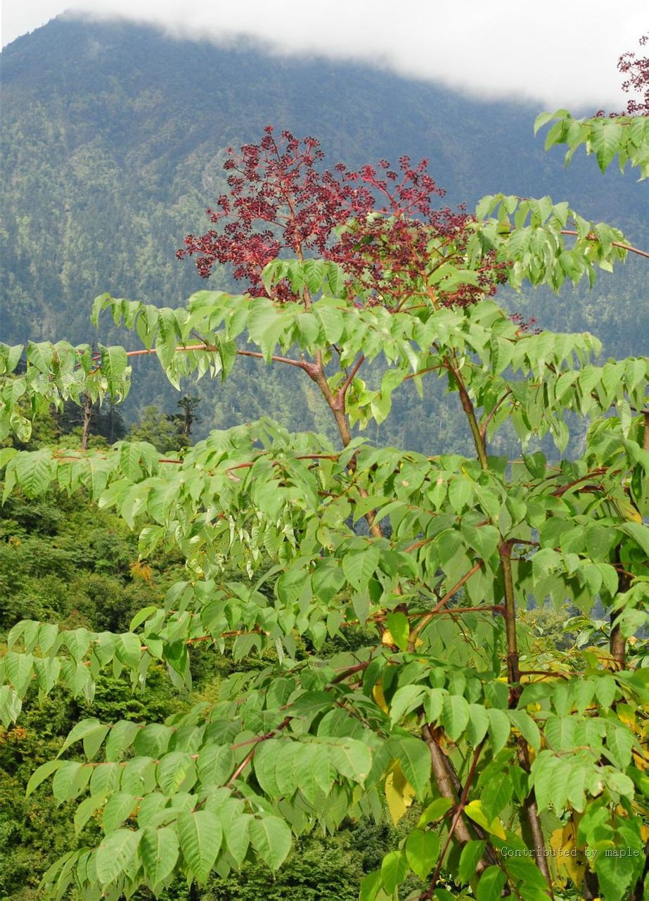 blank" href="/item/台湾榖木">台湾榖木 /a>是五加科榖木属分布于 a