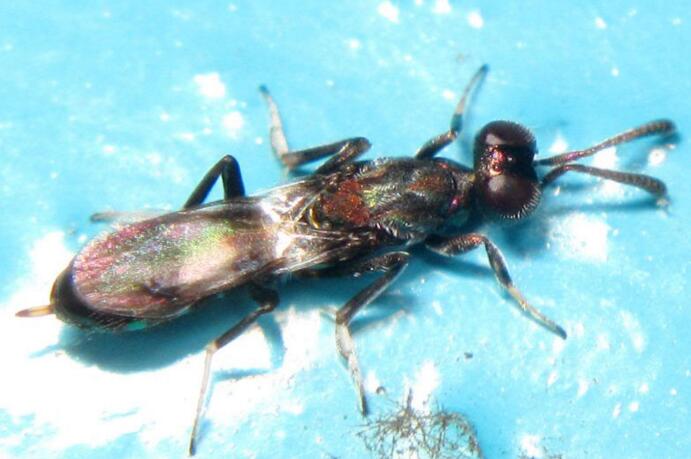  p data-id="gnbc3lq3cx">平腹小蜂属于旋小蜂科中的平腹小蜂属,包括