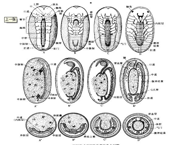  p>附肢,是指 a target="_blank" href="/item/动物/216062" data