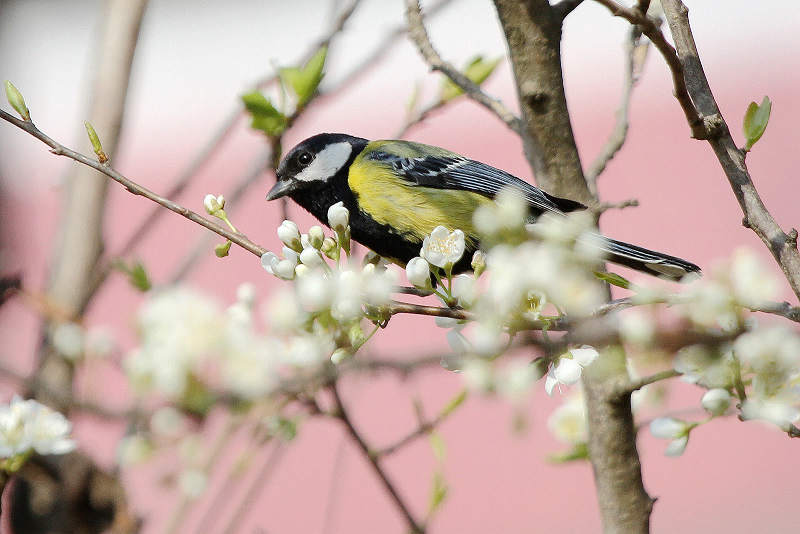 绿背山雀 全网资源