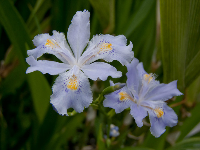  p>扇形鸢尾(学名: i>iris wattii /i>  baker): a href="#">多年生 